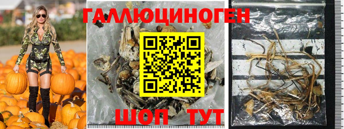 Псилоцибиновые грибы Cubensis Геленджик